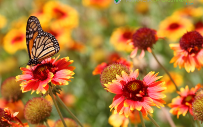 Allergie primaverili: consigli e trattamenti efficaci